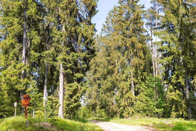 Die Meinung der Forstleute: Wald- und ...formationsfonds des Bundes ntig wre.  | Foto: Wilfried Dieckmann