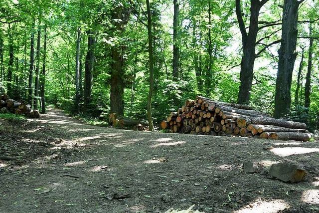 Am Predigerplatz auf dem Lorettoberg sorgen breite Schneisen auch fr Kritik.   | Foto: Rita Eggstein