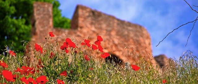   | Foto: Frank Schauer