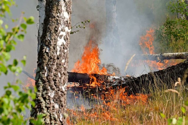Brennender Wald bei Jterbog. Der Wald...et dort ist immer noch nicht gelscht.  | Foto: Michael Bahlo (dpa)