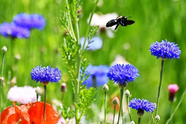 Die Wildblumen im Lrracher Stadtgebie...nn sie bieten Lebensraum fr Insekten.  | Foto: Barbara Ruda