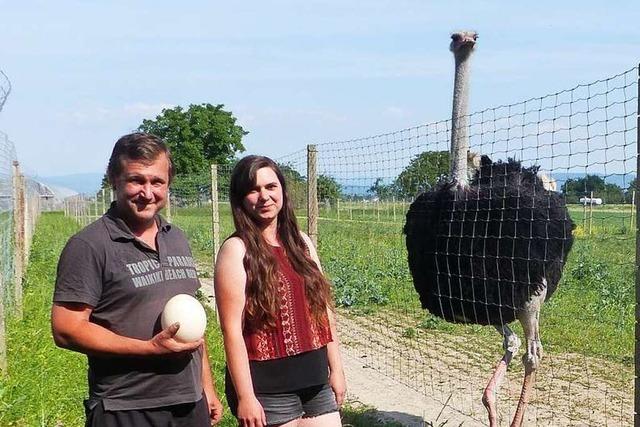 Strauenfleisch soll eine kleine Landwirtschaft in Neuried-Altenheim retten