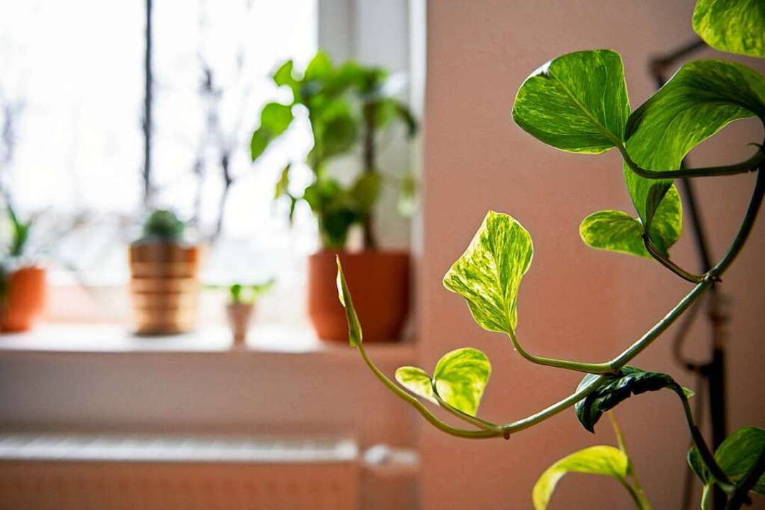 Zimmerpflanzen sehen schön aus, machen...en sie oft auch sehr nervige Insekten.  | Foto: Zacharie Scheurer (dpa)