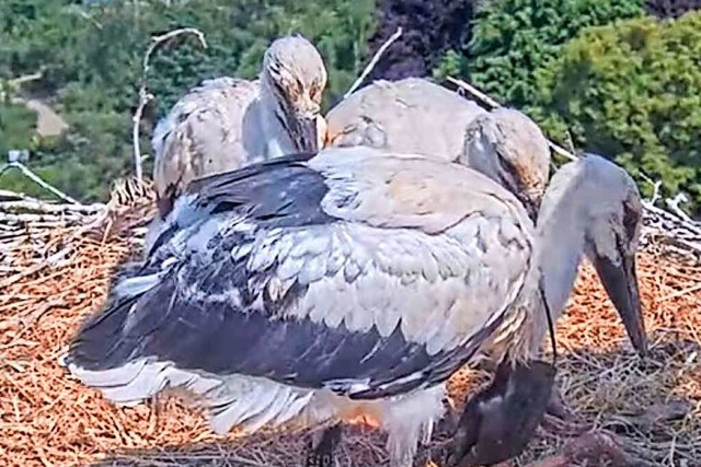 Storch mit Corona-Maske: Sie lag seit ... hing sie um den Hals eines der Tiere.  | Foto: Screenshot Youtube/Regiowebcam