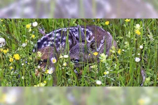 Die etwas andere Jagd nach Rehkitzen