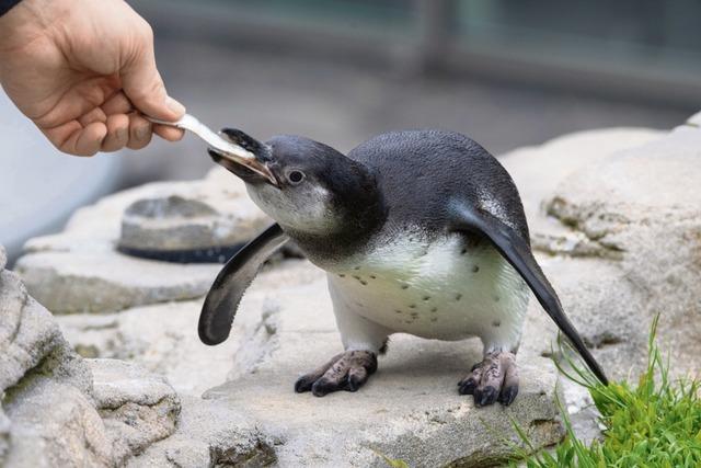 Pinguin-Nachwuchs in Stralsund