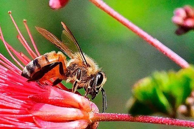 Fotos: Bienen und Imker in Kalifornien warten auf die Sonne