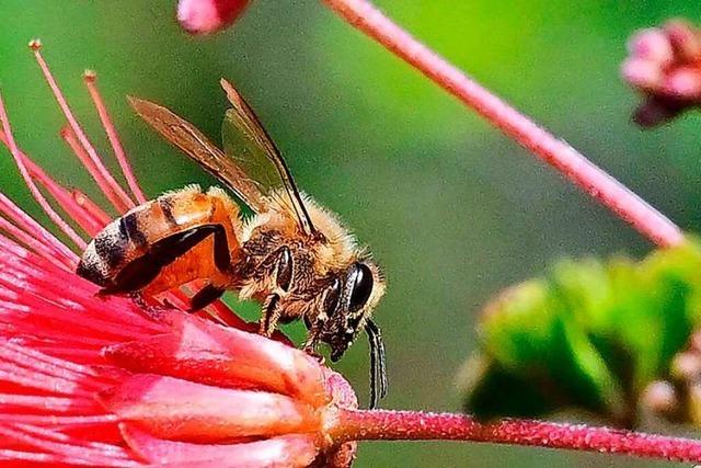 Bienen und Imker in Kalifornien warten auf die Sonne