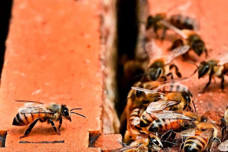 Bienen   bauen Waben in einem Bienenkasten von Imker Jay Weiss in Pasadena, Kalifornien. (Foto: FREDERIC J. BROWN (AFP))