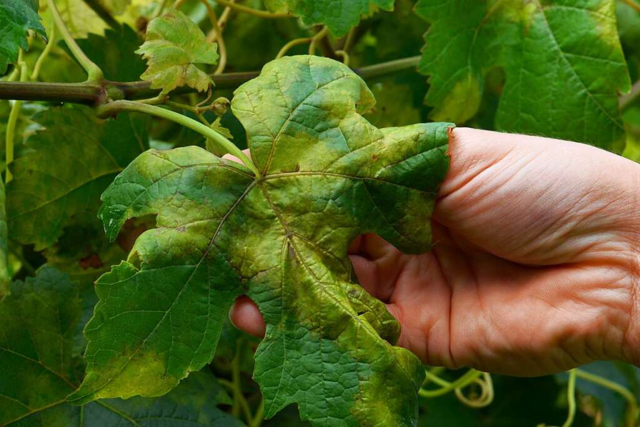 Extremer Pilzbefall in den Reben bereitet Sdbadens Winzern Sorgen