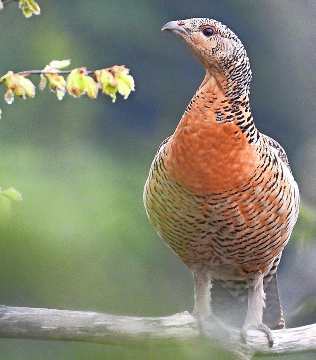   | Foto: Hubertus Ulsamer