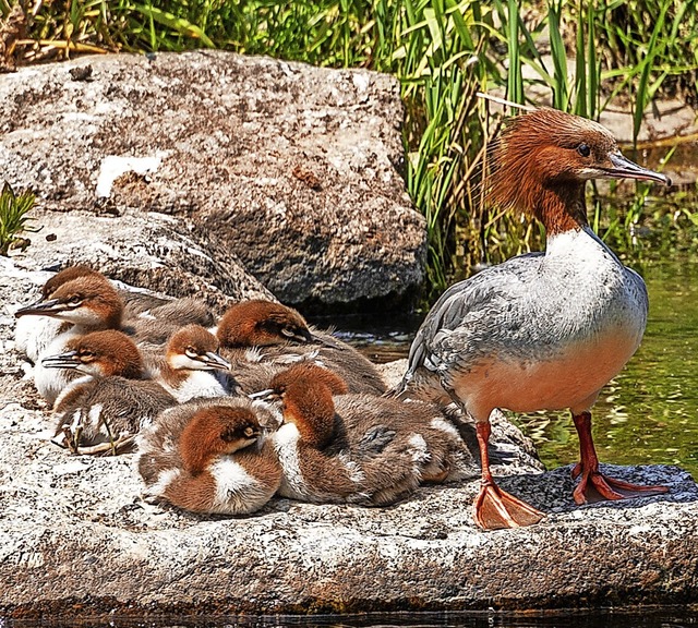   | Foto: Bernd Wehrle