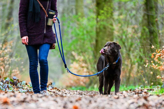 Ein Wolf war's nicht: Rehriss durch Hunde in Brental ist plausibel