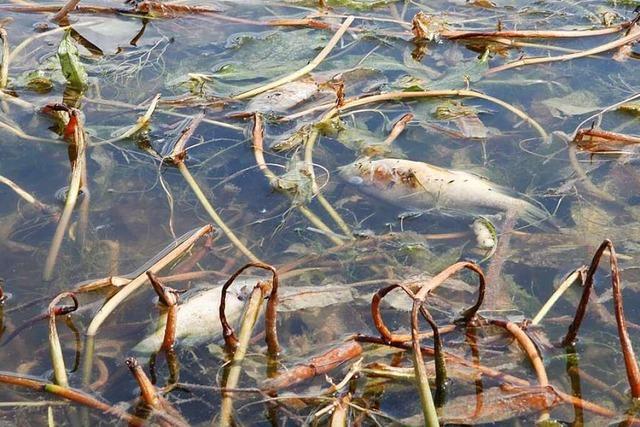 Dutzende tote Fische im leerlaufenden Lahrer Stegmattensee