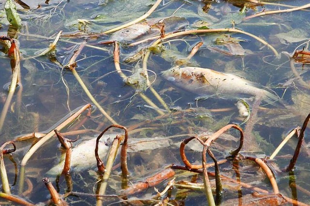 Verendete Fische im Stegmattensee   | Foto: Bastian Bernhardt