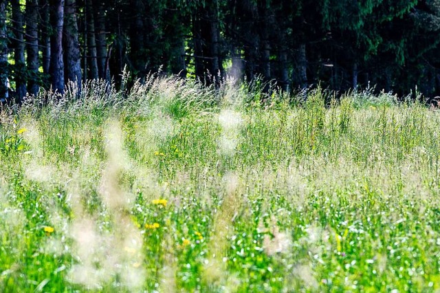 Eine Wiese im Bayerischen Wald. Anfang...chuld sind unter anderem Grserpollen.  | Foto: Armin Weigel (dpa)