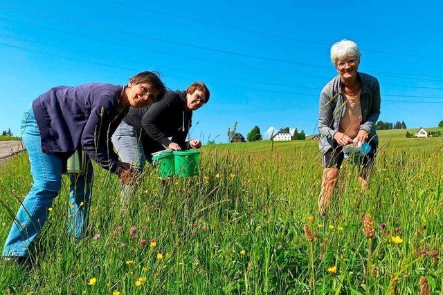 In Breitnau werden an Fronleichnam auch kritische Themen mit Blumenteppichen angesprochen