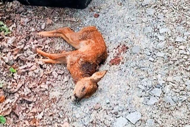 Erneut ist ein Rehkitz in Grenzach-Wyhlen von einem Hund zu Tode gebissen worden