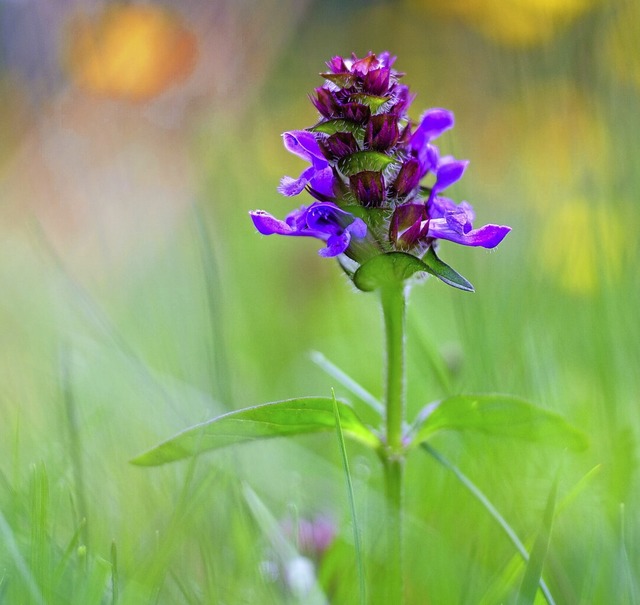 Eher unscheinbar, aber durchaus hbsch...unelle ist die Blume des Jahres 2023.   | Foto: Julian Denstorf (dpa)