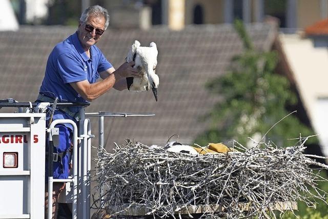 Freud’ und Leid beim Storchennachwuchs