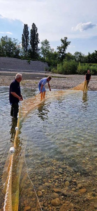 Mit einem Netz retten die Angler die Fische.  | Foto: Anglerverein Neuenburg