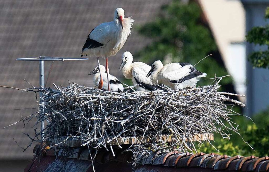 Im Nest auf der Frick-Mühle gibt es gleich drei Jungstörche.  | Foto: Volker Münch