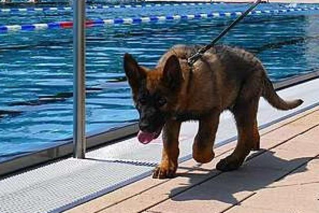 Welpe Nick soll mal Wachhund im Breisacher Freibad werden – jetzt hat er erstmals dort trainiert