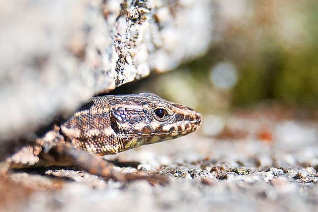 Weil  Eidechsen wegen khlem Maiwetter...eibt die Talstrae weiterhin gesperrt.  | Foto: Sebastian Gollnow (dpa)