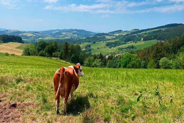 Die Schnabuliertouren im Hochschwarzwald verbinden Wandern und Genuss