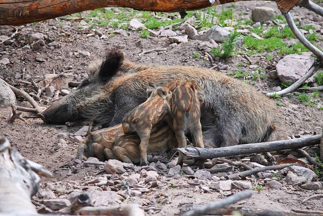 Drngeln ist nicht ntig: Jeder FRischling hat seine eigene Zitze.  | Foto: Cornelia Liebwein