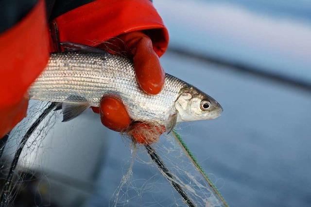 Fischer befürchten Fangverbot des Bodensee-Felchens