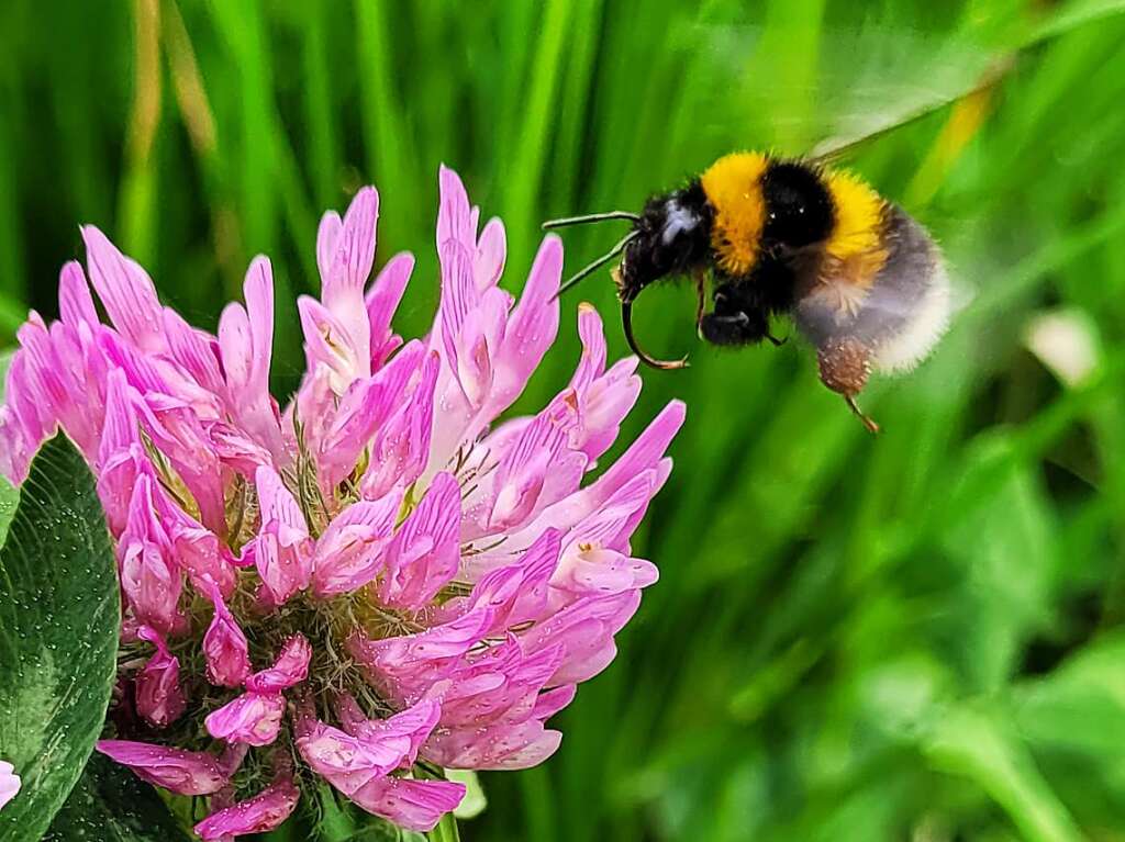 Hummel im Anflug