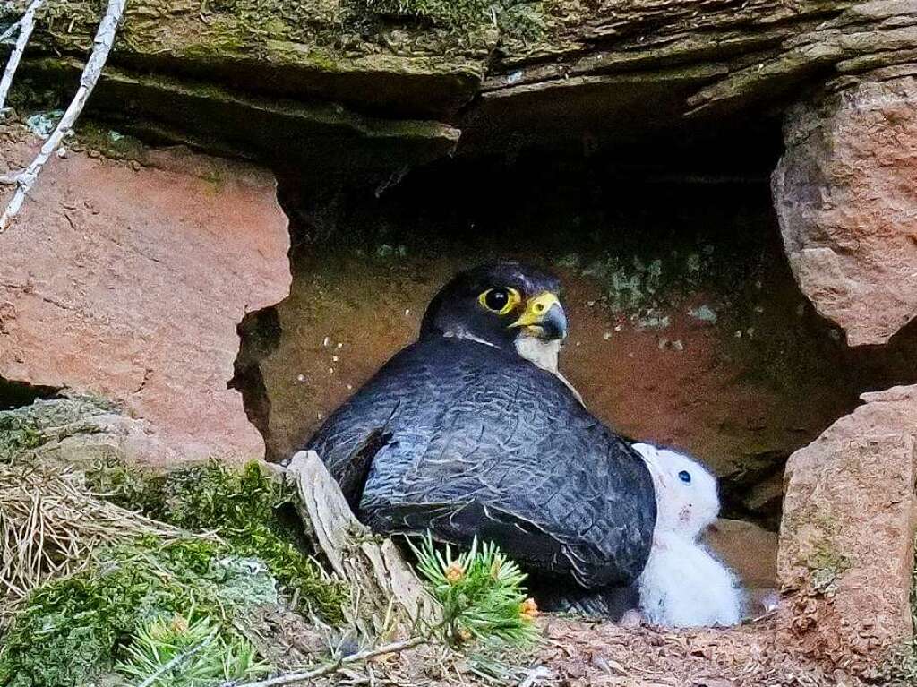 Nachwuchs bei den Wanderfalken