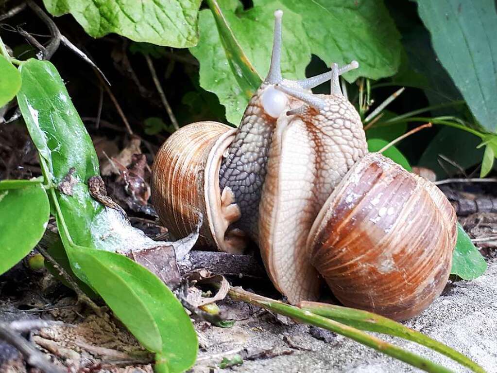 Zwei Weinbergschnecken eng umschlungen. Klaus Nunn fotografierte diesen intimen Moment.