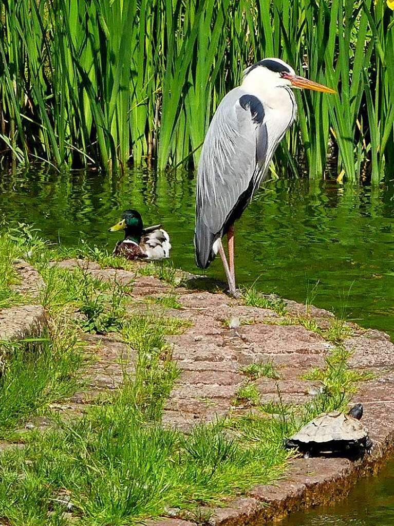 Reiher, Ente und Schildkrte in trauter Einheit im Emmendinger Stadtgarten