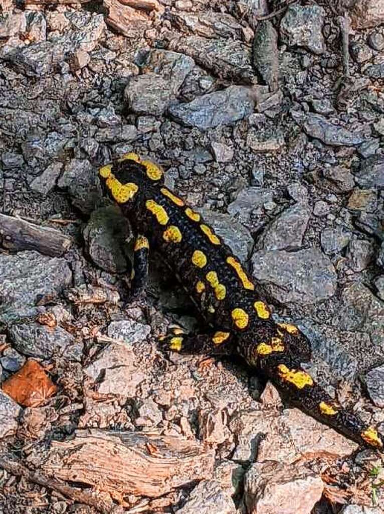 Ein Feuersalamander – aufgenommen von Diana Sifnatsch.