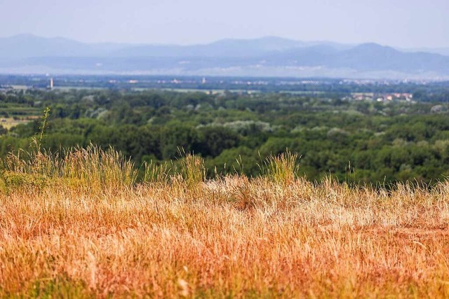 Nicht nur im Wald steigt die Brandgefa...uslufer des Kaiserstuhls bei Sasbach.  | Foto: Philipp von Ditfurth (dpa)