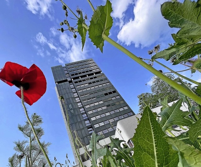 Eine einzelne Klatschmohnblte ragt in den Himmel beim Rathaus.   | Foto: Barbara Ruda