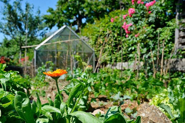 Im Garten von Barbara Horwedel steht Blhendes neben Ntzlichem.  | Foto: Sophia Hesser