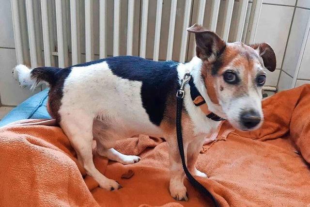 Lahrer Tierheim kann ausgesetzten Hund Peppi nicht mehr retten