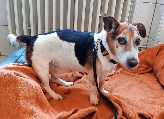 Hundesenior Peppi musste eingeschlfert werden.  | Foto: Tierheim