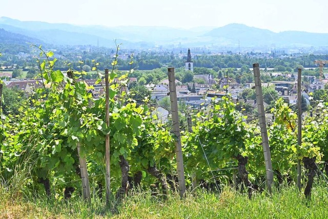 Vom Mauracher Berg reicht der Blick b...nreben und den Ort bis nach Freiburg.   | Foto: Markus Zimmermann