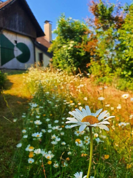Wildblumenwiese: Hering mäht absichtlich nicht den ganzen Rasen.  | Foto: Sidney-Marie Schiefer