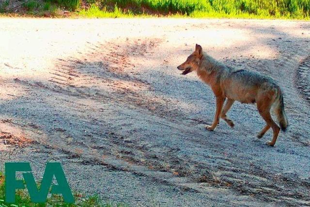 Erstes Wolfsrudel im Südschwarzwald am Schluchsee nachgewiesen