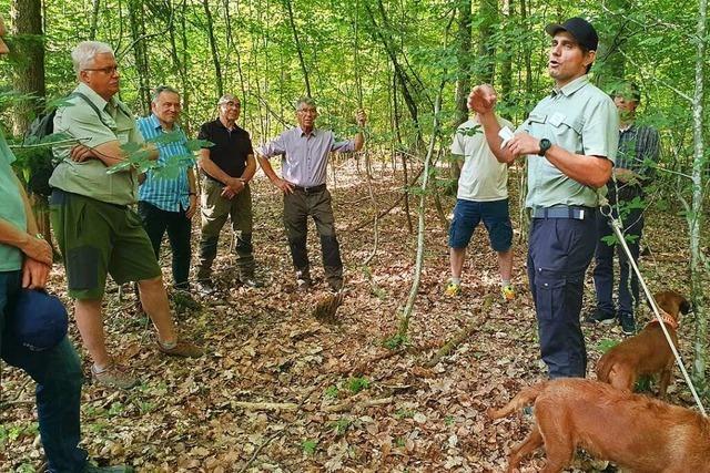 Im Lrracher Wald soll Balance zwischen Naturschutz und Wirtschaftlichkeit gehalten werden