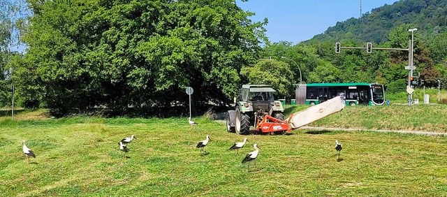 Auf dieser Wiese am  Wyhlener Ortseing...hine geruschvoll seine Runden drehte.  | Foto: Heinz und Monika Vollmar