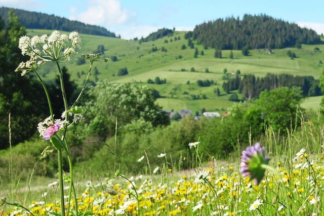 Sommer im Bernauer Tal. Die Wiesen seh...BZ-Texttief>-Bilanz in Auftrag geben.   | Foto: Susanne Filz