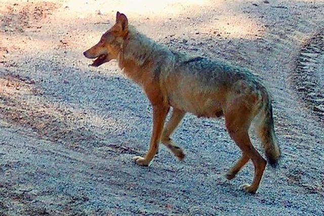 Das erste Wolfsrudel im Schwarzwald ist kein Grund zur Panik
