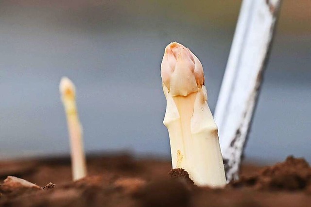 Auf einem Feld des Huber-Hof bei Iffez...auern in diesem Jahr besonders lecker.  | Foto: Uli Deck (dpa)