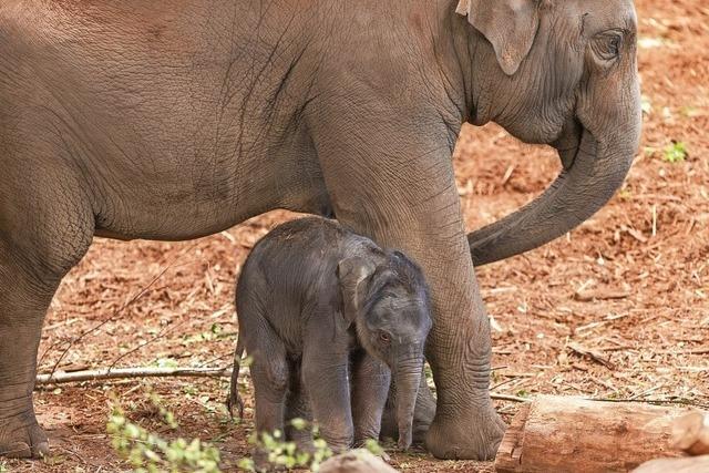 Elefanten-Nachwuchs im Klner Zoo